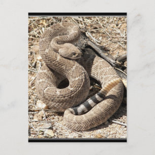 Arizona DIamondback Rattlesnake Briefkaart