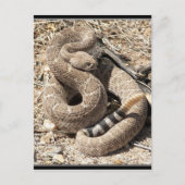 Arizona DIamondback Rattlesnake Briefkaart (Voorkant)