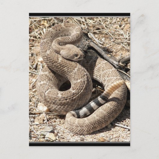 Arizona DIamondback Rattlesnake Briefkaart (Voorkant)
