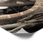 Arizona Diamondback Rattlesnake Poster (Hoek)