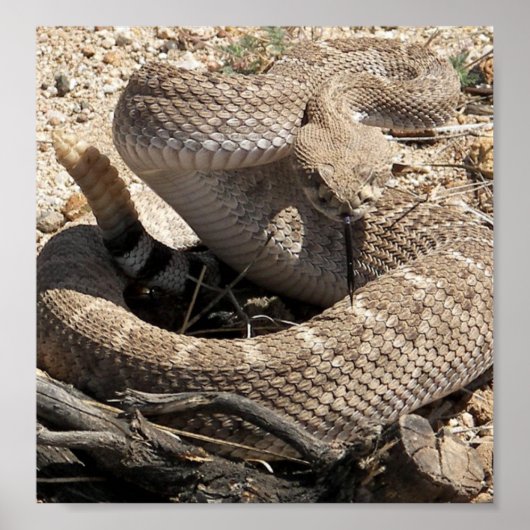 Arizona Diamondback Rattlesnake Poster (Voorkant)