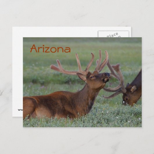Arizona elk briefkaart (Voorkant / Achterkant)