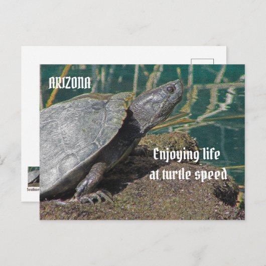 Arizona Enjoing Remoe Life Turtle Photo Funny Briefkaart (Voorkant / Achterkant)