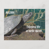 Arizona Enjoing Remoe Life Turtle Photo Funny Briefkaart (Voorkant)