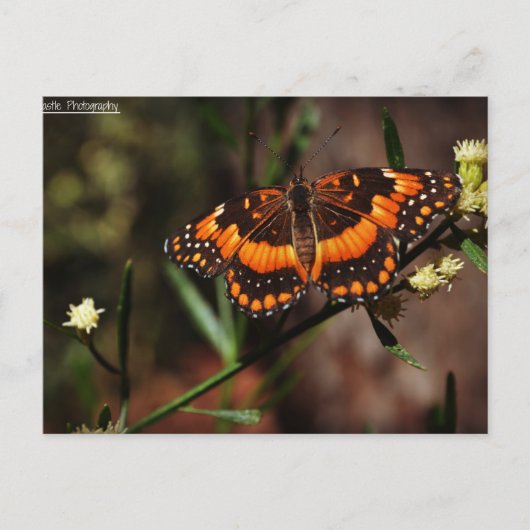 Arizona Free Briefkaart (Voorkant)