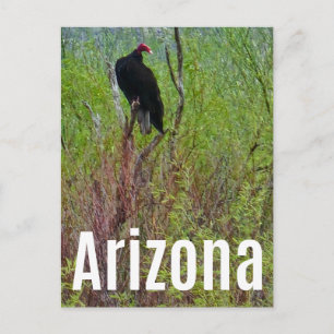 Arizona Gier Sonoran Woestijn Ansichtkaart Briefkaart