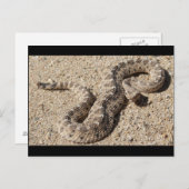 Arizona Horned Sidewinder Rattlesnake Briefkaart (Voorkant / Achterkant)