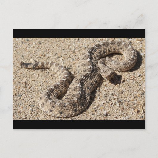 Arizona Horned Sidewinder Rattlesnake Briefkaart (Voorkant)