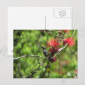 Arizona Hummingbird Briefkaart (Voorkant / Achterkant)