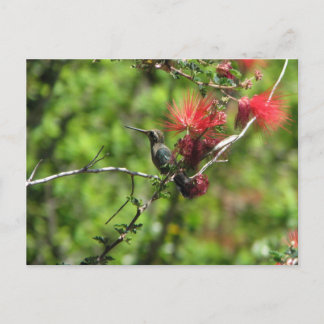 Arizona Hummingbird Briefkaart