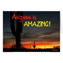 "Arizona is geweldig!" Sunset Sonoran Desert Cactu