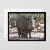 Arizona Javelina Briefkaart (Voorkant / Achterkant)