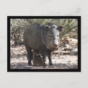 Arizona Javelina Briefkaart