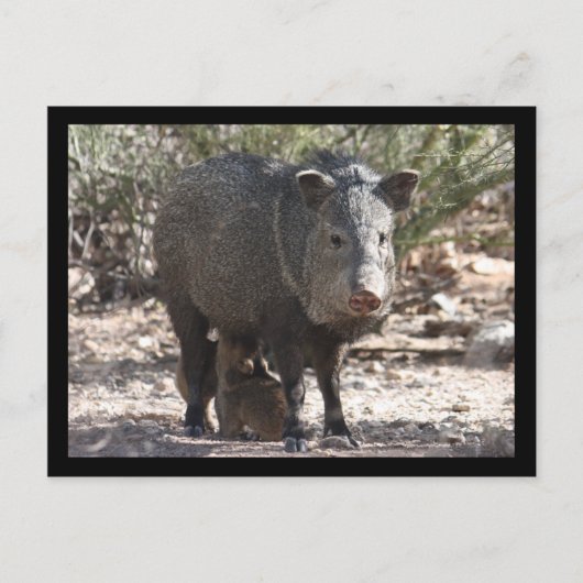 Arizona Javelina Briefkaart (Voorkant)