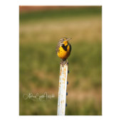 Arizona Meadow Lark Foto Afdruk (Voorkant)