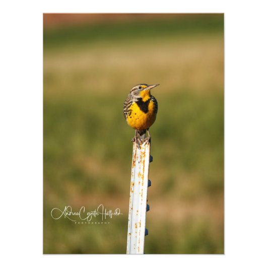 Arizona Meadow Lark Foto Afdruk (Voorkant)