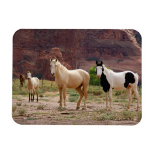 Arizona, Navajo Indian Reservation, Chinle, Magneet