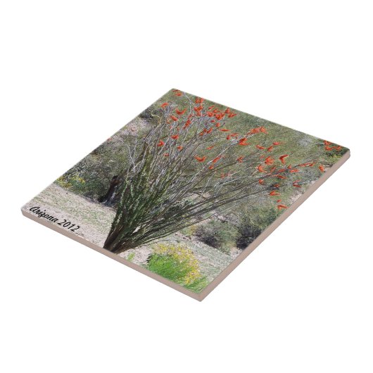 Arizona Ocotillo Tegeltje (Zijkant)