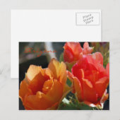 Arizona Postcard Briefkaart (Voorkant / Achterkant)