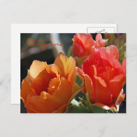 Arizona Postcard Briefkaart (Voorkant / Achterkant)