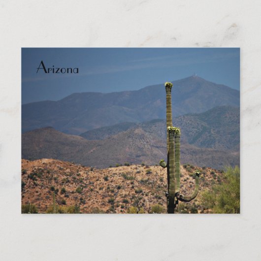 Arizona Postcard Briefkaart (Voorkant)