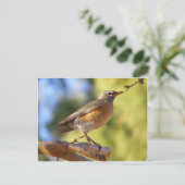 Arizona Robin Briefkaart (Staand voorkant)
