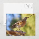 Arizona Robin Briefkaart (Voorkant / Achterkant)