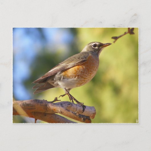 Arizona Robin Briefkaart (Voorkant)
