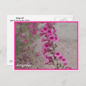 arizona roze Penstemon briefkaart (Voorkant / Achterkant)