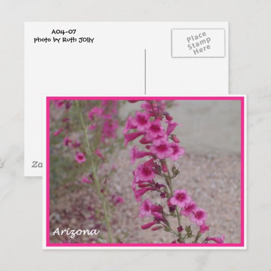 arizona roze Penstemon briefkaart (Voorkant / Achterkant)