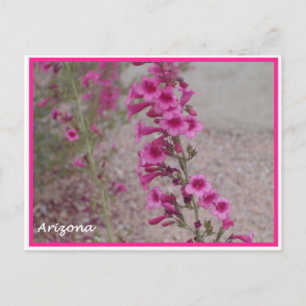 arizona roze Penstemon briefkaart