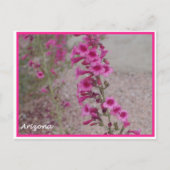arizona roze Penstemon briefkaart (Voorkant)