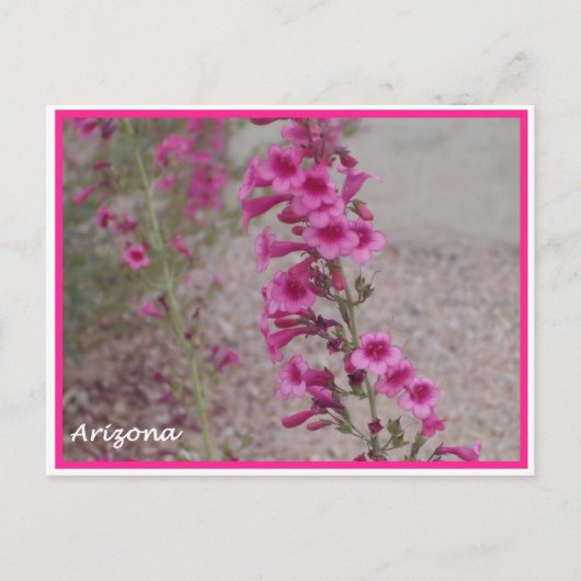 arizona roze Penstemon briefkaart (Voorkant)