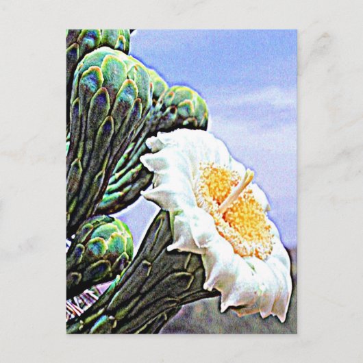 Arizona Saguaro Cactus Briefkaart (Voorkant)