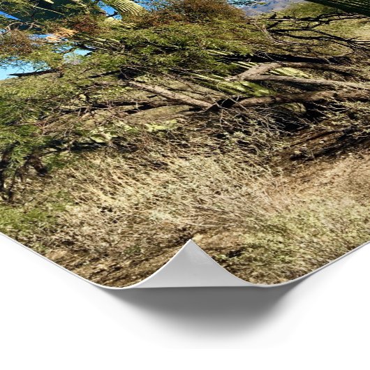 Arizona Saguaro Cactus Desert Poster (Hoek)