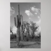 Arizona Saguaro Poster (Voorkant)