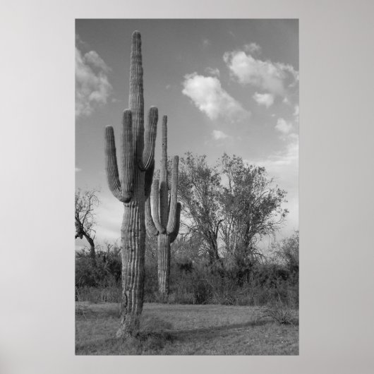 Arizona Saguaro Poster (Voorkant)