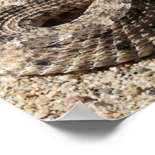 Arizona Sidewinder Rattlesnake Poster (Hoek)