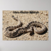 Arizona Sidewinder Rattlesnake Poster (Voorkant)