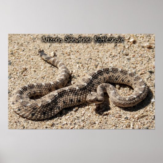 Arizona Sidewinder Rattlesnake Poster (Voorkant)