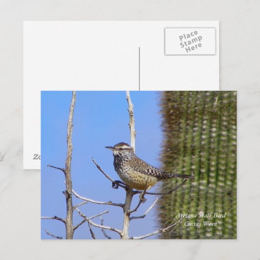 Arizona State Bird Briefkaart (Voorkant / Achterkant)
