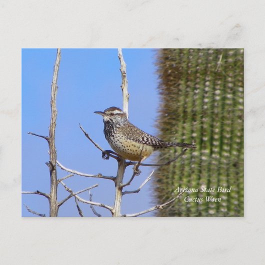Arizona State Bird Briefkaart (Voorkant)