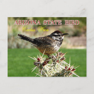 Arizona State Bird - Cactus Wren Briefkaart