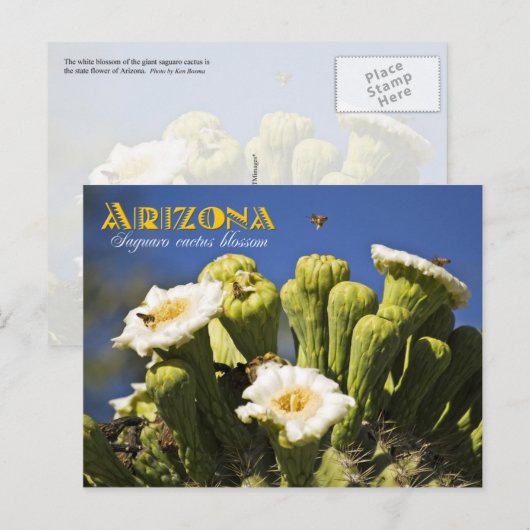 Arizona State Flower: Saguaro Cactus Blossom Briefkaart (Voorkant / Achterkant)