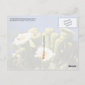 Arizona State Flower: Saguaro Cactus Blossom Briefkaart (Achterkant)
