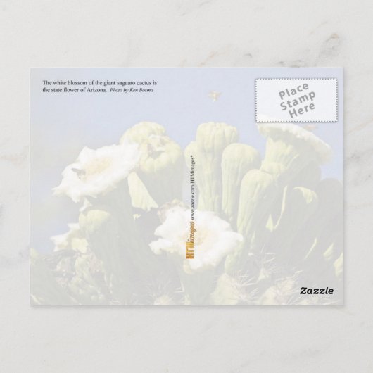 Arizona State Flower: Saguaro Cactus Blossom Briefkaart (Achterkant)