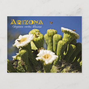 Arizona State Flower: Saguaro Cactus Blossom Briefkaart