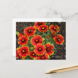 Arizona Sun Blanketflower Briefkaart