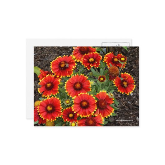 Arizona Sun Blanketflower Briefkaart (Voorkant / Achterkant in situ)