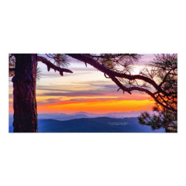 Arizona Sunset Pine Tree Mountains Schilderachtig  Foto Afdruk